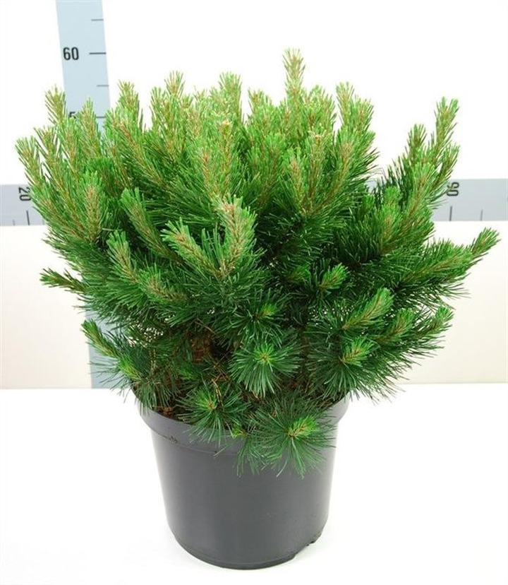 Pušis kalninė (Lot Pinus mugo) 'Gnom' C25 50-60 CM | PUŠYS | SPYGLIUOČIAI