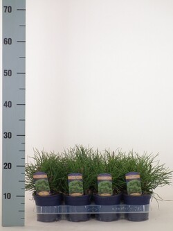 Pušis kalninė (Lot Pinus mugo) 'Pumilio' P11 8-10 CM