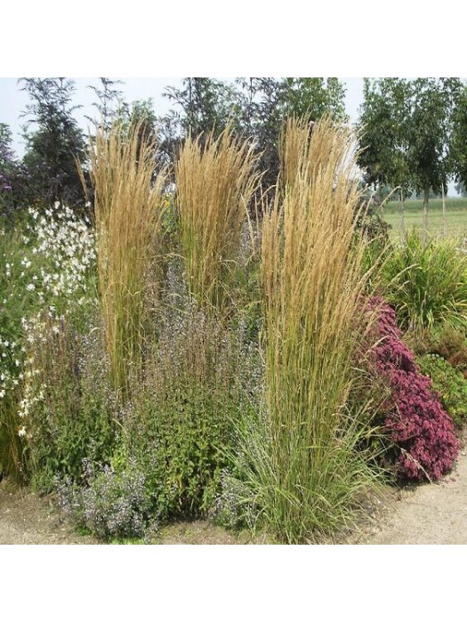 Smailežiedis Lendrūnas ( Lot. Calamagrostis Acutiflora) "OVERDAM" C5-LENDRŪNAI-SMILGOS - VARPINIAI AUGALAI