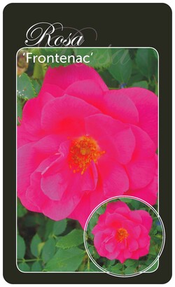 Rožė (Lot Rosa) 'Frotenac' BR