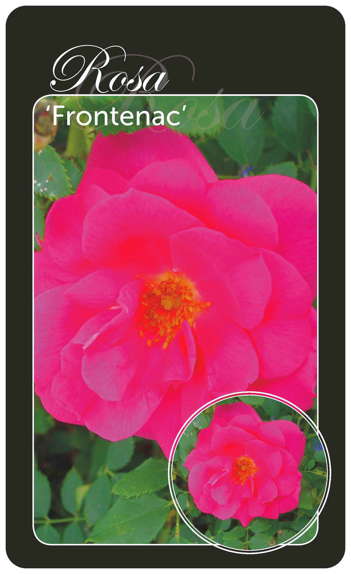 Rožė (Lot Rosa) 'Frotenac' BR