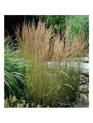 Smailežiedis Lendrūnas ( Lot. Calamagrostis Acutiflora) "OVERDAM" C5-LENDRŪNAI-SMILGOS - VARPINIAI AUGALAI