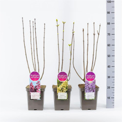 Alyva MIX (Lot Syringa in)  C5/P23 50-70 CM 3-5 Branches