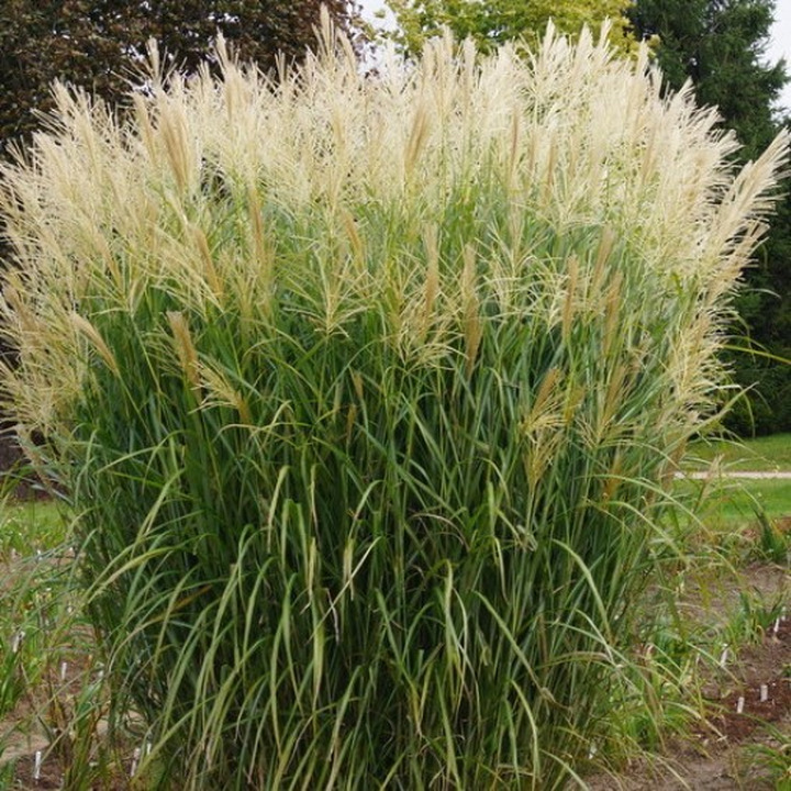 Miskantas Kininis (Lot Miscanthus Sinensis) "SILBERFEDER" C2-MISKANTAI-SMILGOS - VARPINIAI AUGALAI