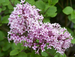 Alyva Mejerio (Lot Syringa Meyeri) 'PALIBIN' C3 - nuotrauka 3