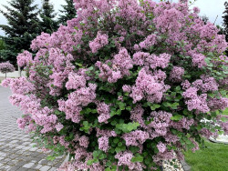 Alyva Mejerio (Lot Syringa Meyeri) 'PALIBIN' C3 - nuotrauka 2