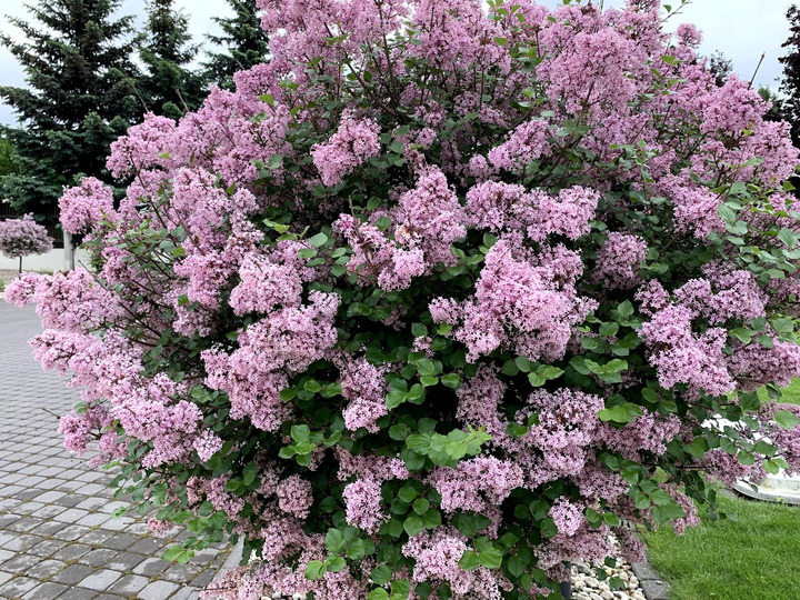 Alyva Mejerio (Lot Syringa Meyeri) 'PALIBIN' C3-ALYVOS-KRŪMAI