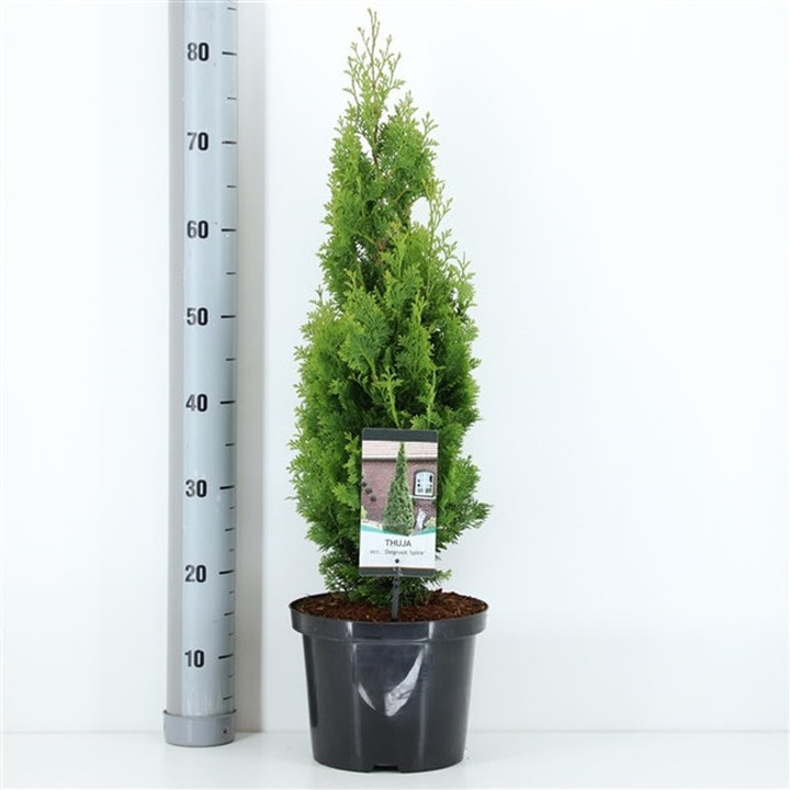 Tuja vakarinė (Lot Thuja occ.) 'Degroot Spire' C5/P23 60-80 CM