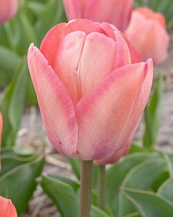Tulpės (Lot Tulipa) 'Apricot Pride' | TULPĖS | SVOGŪNINĖS GĖLĖS