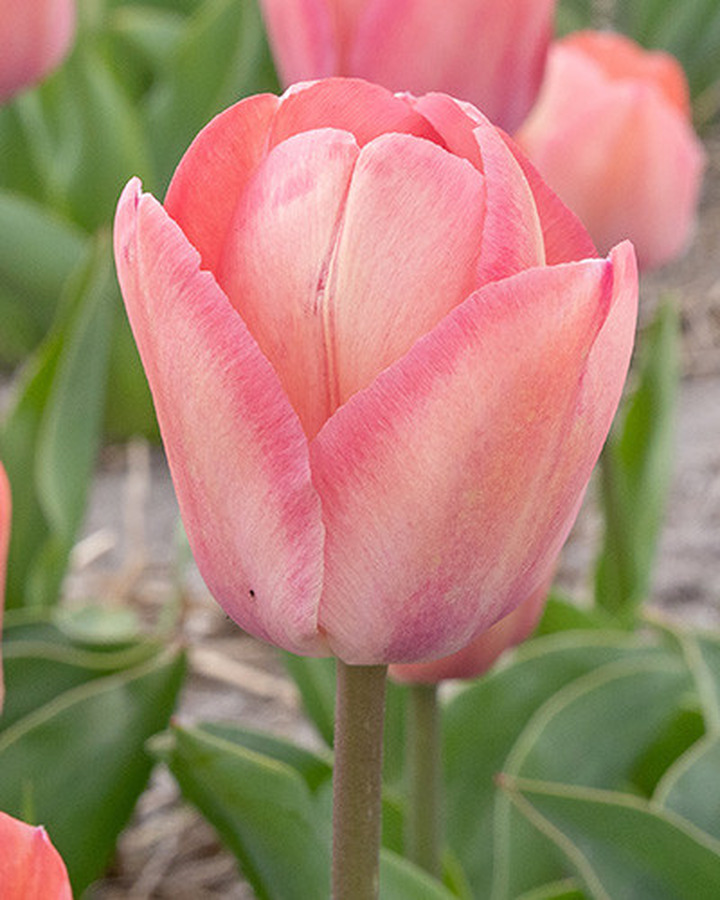 Tulpės (Lot Tulipa) 'Apricot Pride' | TULPĖS | SVOGŪNINĖS GĖLĖS