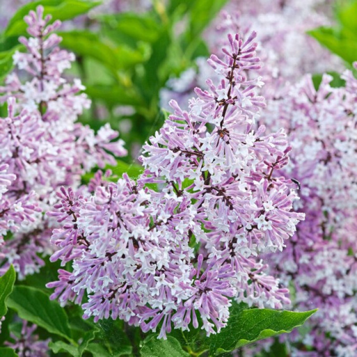 Alyva Mejerio (Lot Syringa Meyeri) 'PALIBIN' C3-ALYVOS-KRŪMAI