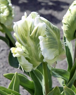 Tulpės (Lot Tulipa) 'Super Parrot' | TULPĖS | SVOGŪNINĖS GĖLĖS