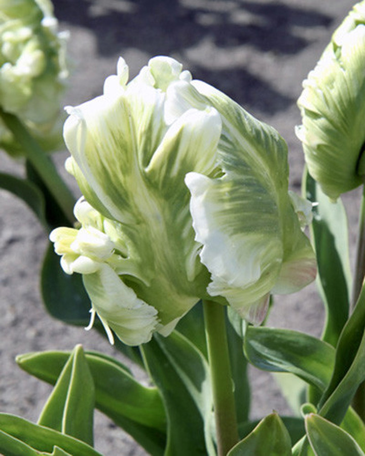 Tulpės (Lot Tulipa) 'Super Parrot' | TULPĖS | SVOGŪNINĖS GĖLĖS