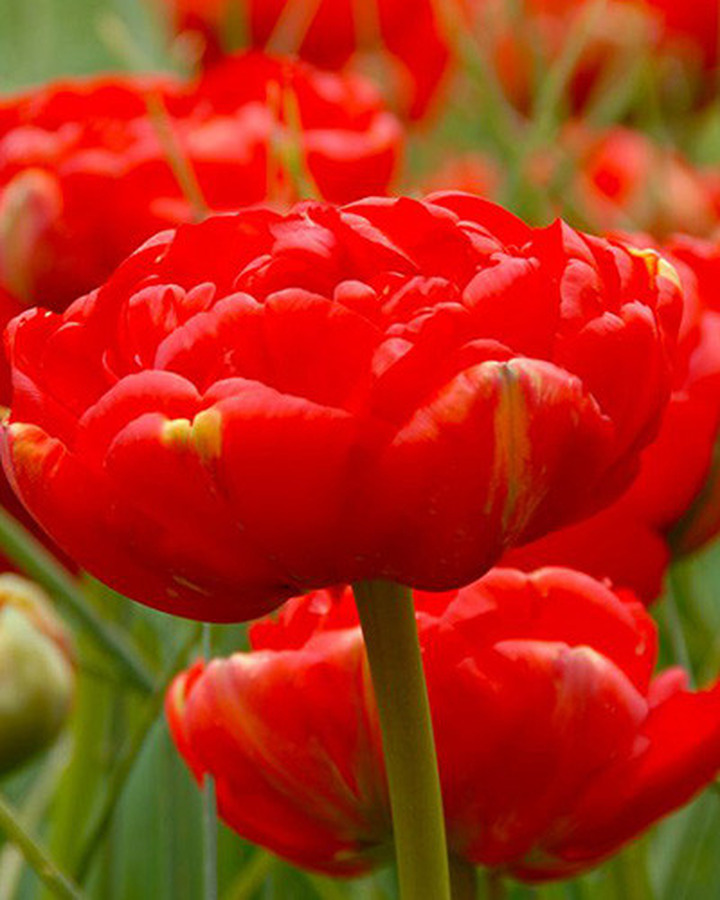 Tulpės (Lot Tulipa) 'Miranda' | TULPĖS | SVOGŪNINĖS GĖLĖS