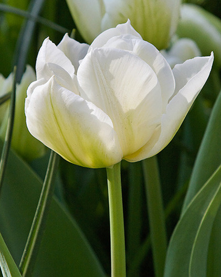 Tulpės (Lot Tulipa) 'Northcap' | TULPĖS | SVOGŪNINĖS GĖLĖS