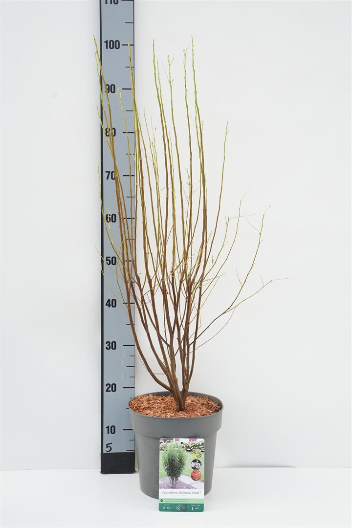 Medlieva kanadinė (Lot Amelanchier can.) 'Rainbow Pillar' C5/P23 60-80 CM