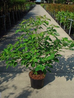 Sedula grakščioj (Lot Cornus controversa)  C12 100-125 CM