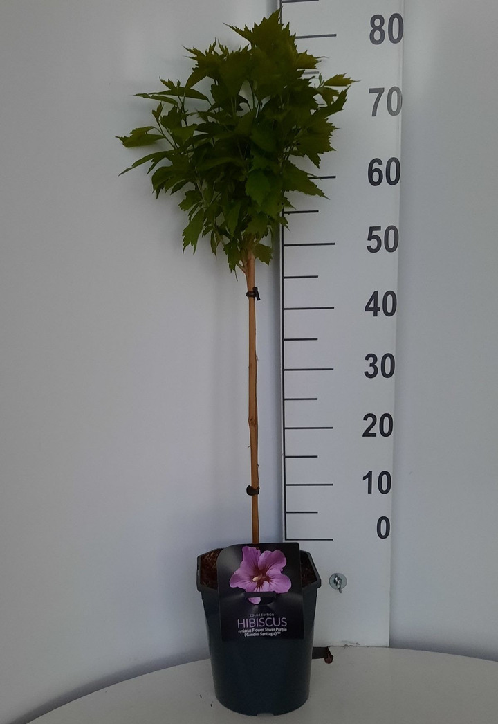 Sirinė kinrožė (Lot Hibiscus syr.) 'Flower Tower Purple' C4,5/P22 KOTAS 50 CM | KINROŽĖS | KRŪMAI