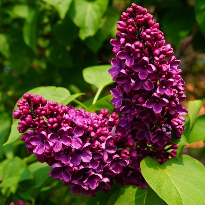 Alyva Paprastoji (Lot Syringa Vulgaris) 'ANDENKEN AN LUDWIG SPATH' C3-ALYVOS-KRŪMAI