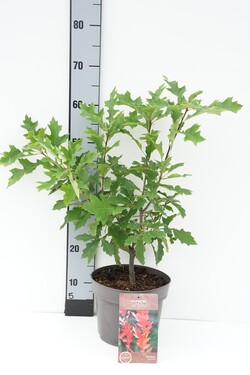 Ąžuolas pelkinis (Lot Quercus palustris)  C4/P21 40-60 CM
