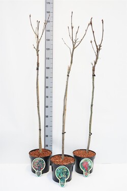 Šermukšnis (Lot Sorbus in)  C5/P23 STIEBAS 80 CM