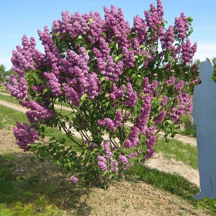 Alyva Paprastoji (Lot Syringa Vulgaris) 'ANDENKEN AN LUDWIG SPATH' C3-ALYVOS-KRŪMAI