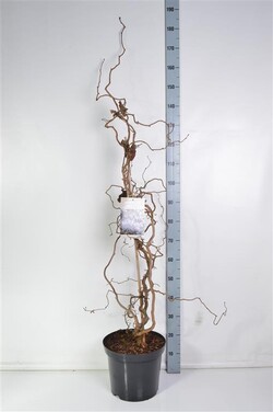Paprastasis lazdynas (Lot Corylus a.) 'Red Majestic' C12 100-125 CM - nuotrauka 2