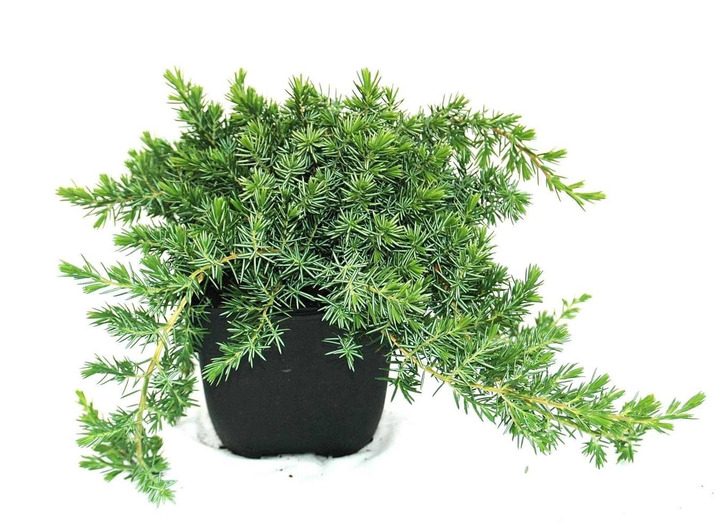 Kadagys pajūrinis (Lot Juniperus conf.) 'Blue Pacific' C2/P17 30/+ CM | KADAGIAI | SPYGLIUOČIAI