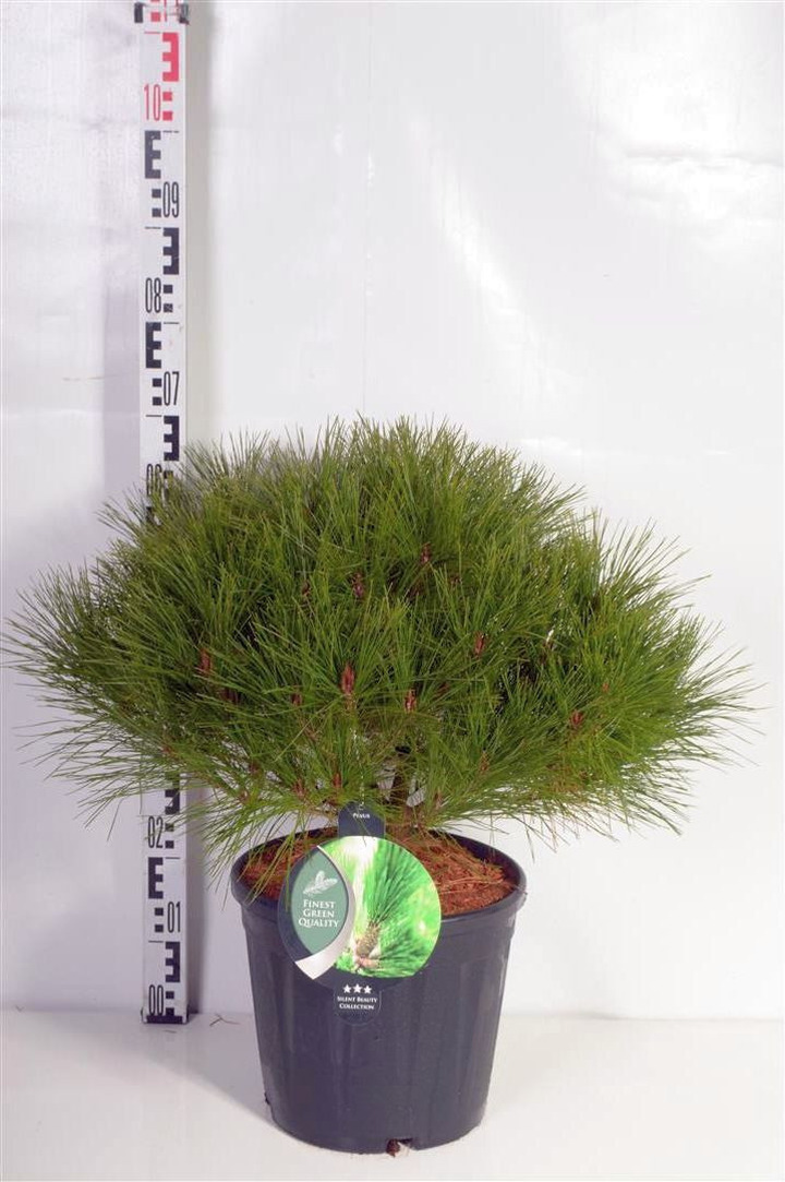 Pušis gausiažiedė (Lot Pinus dens.) 'Alice Verkade' C13 40-50 CM | PUŠYS | SPYGLIUOČIAI
