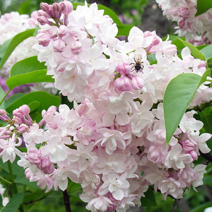 Alyva Paprastoji (Lot Syringa Vulgaris) ' BEAUTY OF MOSCOW' C3-ALYVOS-KRŪMAI