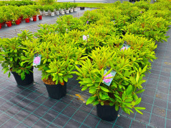 Rododendras (Rhododendron Hybrid) 'ROSEUM ELEGANS' C15 - nuotrauka 2