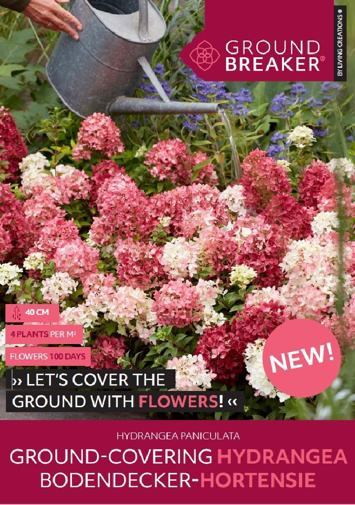 Šluotelinė hortenzija (Lot Hydrangea pan.) 'Groundbreaker Ruby'® C1.5 | ŠLUOTELINĖS HORTENZIJOS | HORTENZIJOS