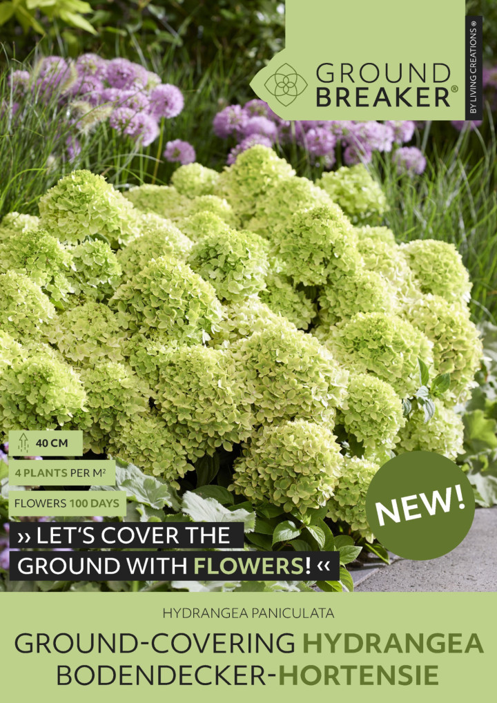 Šluotelinė hortenzija (Lot Hydrangea pan.) 'Groundbreaker Greeny'® C1.5 | ŠLUOTELINĖS HORTENZIJOS | HORTENZIJOS