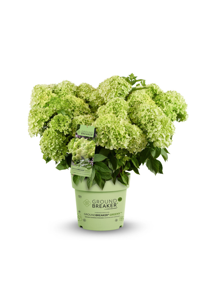 Šluotelinė hortenzija (Lot Hydrangea pan.) 'Groundbreaker Greeny'® C1.5 | ŠLUOTELINĖS HORTENZIJOS | HORTENZIJOS