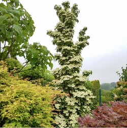 Sedula japoninė (Lot Cornus kousa) 'Flower Tower'® C20 150 CM - nuotrauka 2
