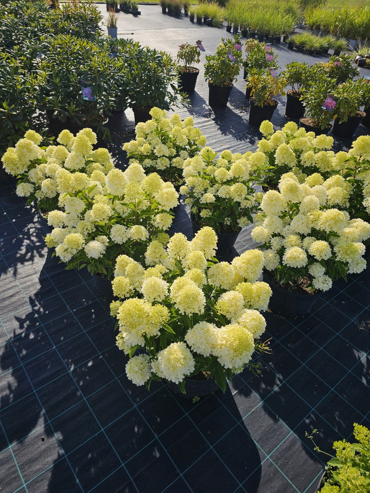 Šluotelinė Hortenzija GARDEN LIGHTS series “WHITELIGHT” C15 | GARDENLIGHT® KOLEKCIJA | HORTENZIJOS