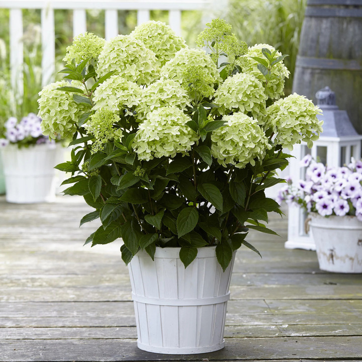 Šluotelinė Hortenzija GARDEN LIGHTS series “WHITELIGHT” C15 | GARDENLIGHT® KOLEKCIJA | HORTENZIJOS