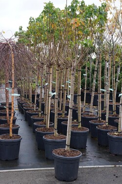 Klevas Paprastasis (Lot. Acer Platanoides) "GLOBOSUM" C30 KOTAS 125CM - nuotrauka 2