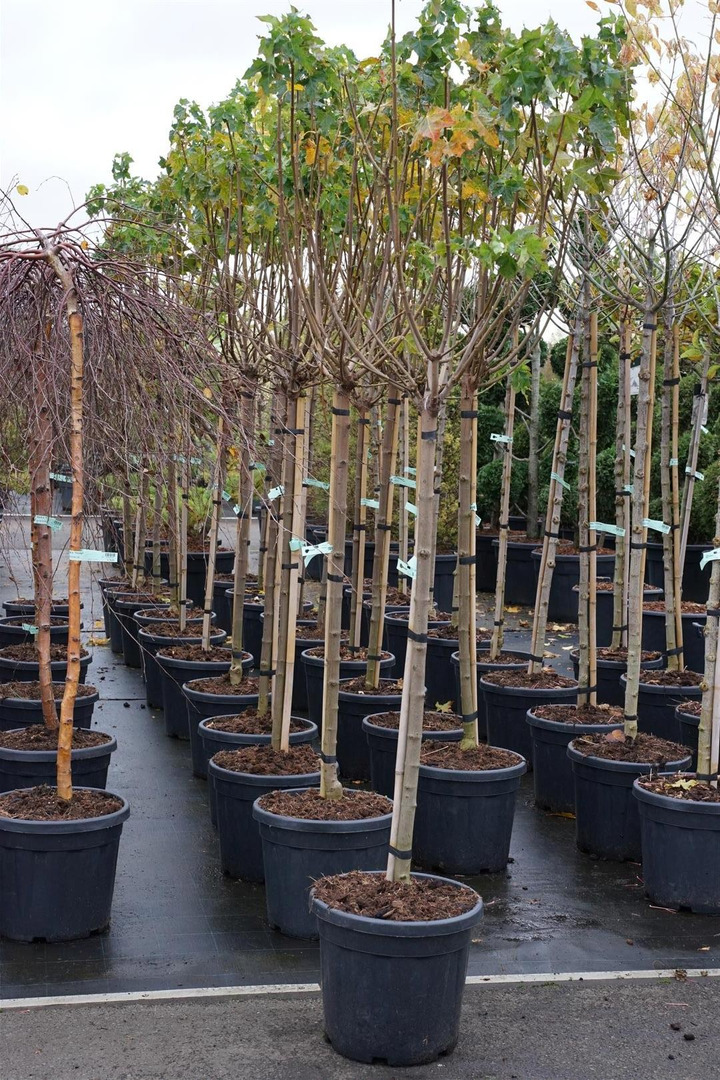 Klevas Paprastasis (Lot. Acer Platanoides) "GLOBOSUM" C30 KOTAS 125CM-KLEVAI-MEDŽIAI