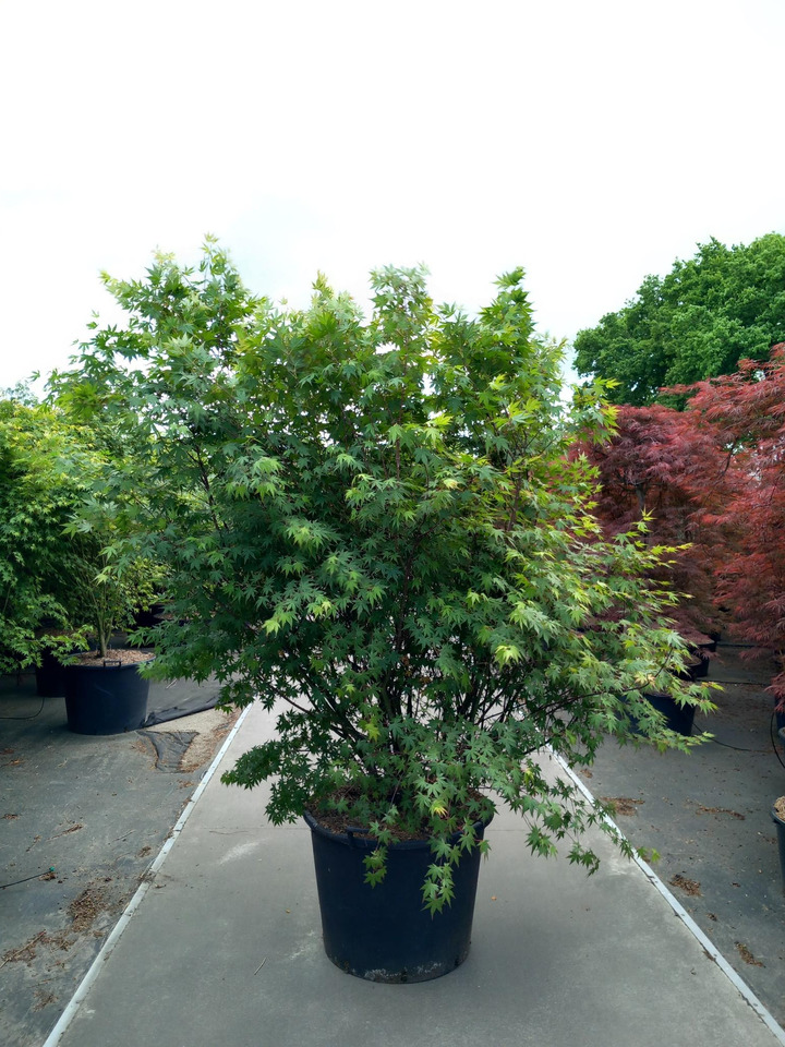 Klevas plaštakinis (Lot Acer palmatum) C130 175-200 CM