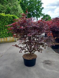 Klevas plaštakinis (Lot Acer pal.) 'Bloodgood' C65 120-140 CM