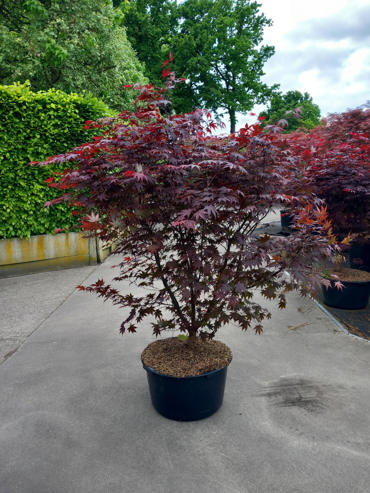 Klevas plaštakinis (Lot Acer pal.) 'Bloodgood' C65 120-140 CM