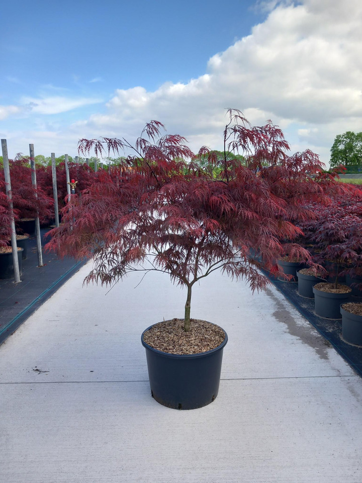 Klevas plaštakinis (Lot Acer pal.) 'Garnet' C35 100-125 CM