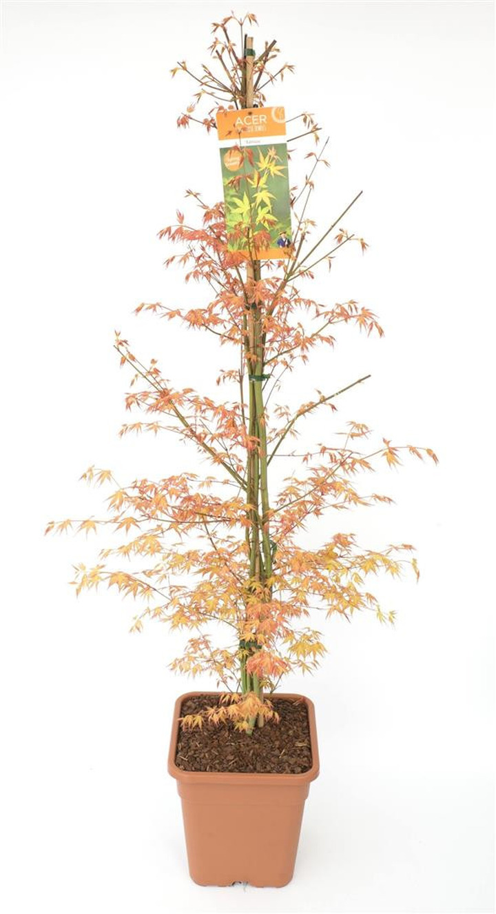 Klevas plaštakinis (Lot Acer pal.) 'Katsura' C14 130-140CM COLUM
