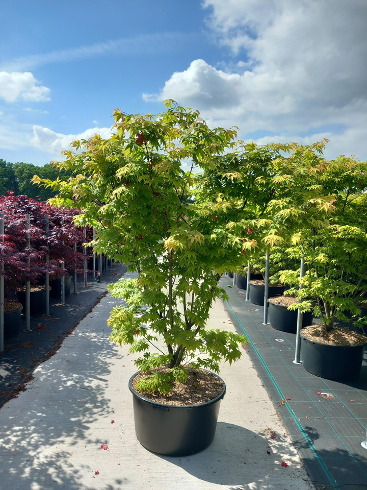 Klevas plaštakinis (Lot Acer pal.) 'Osakazuki' C90 160-180 CM