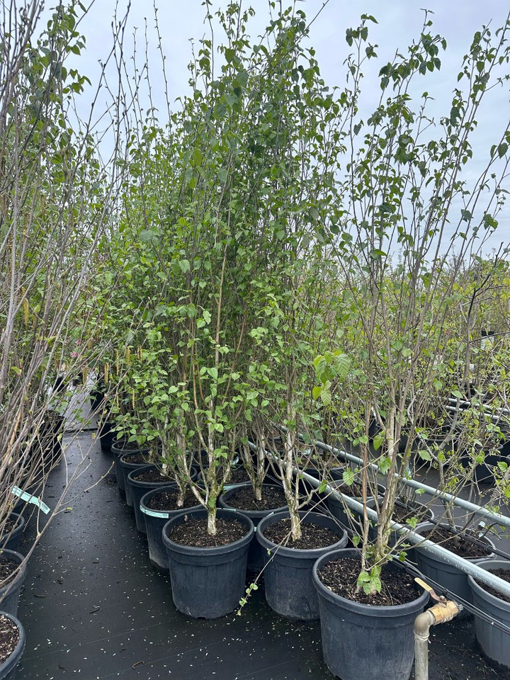 Beržas himalajinis jacquemontii (Lot Betula ut. jacquemontii) C55 250-300 DAUGEKAMIENIS
