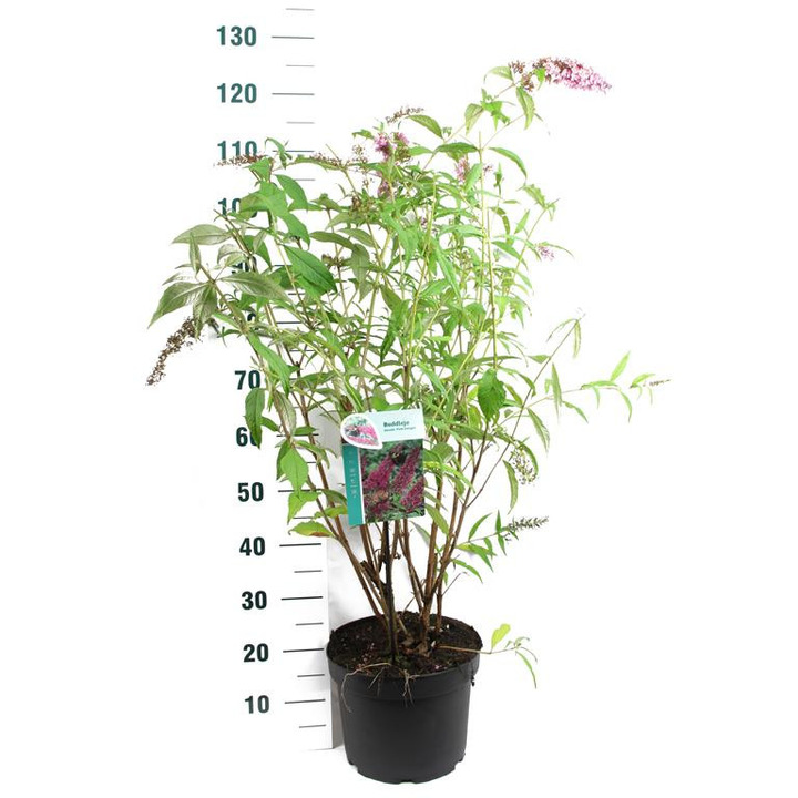 Budlėja Davido (Lot Buddleja d.) 'Pink Delight' C10 80-100 CM