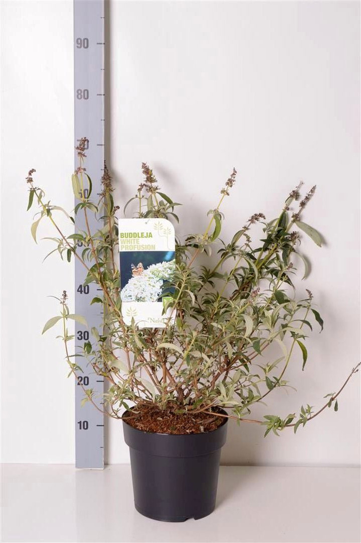 Budlėja Davido (Lot Buddleja d.) 'White Profusion' C4/P21 40-60 CM