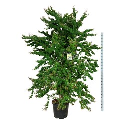 Puošmedis japoninis (Lot Cercidiphyllum japonicum) C55 225-250 CM EXTRA