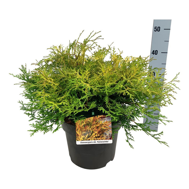 Puskiparisis bukasis (Lot Chamaecyparis o.) 'Kamarachiba' C7,5/P26 50-60 CM